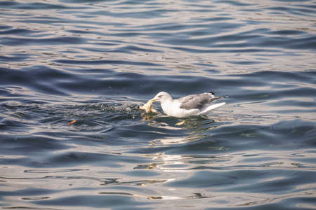 A seagull eating a piece of bread on seaの写真素材
