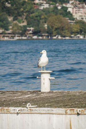 A Seagull standing on a pier against city viewの写真素材