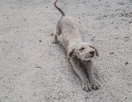 A cute dog at street