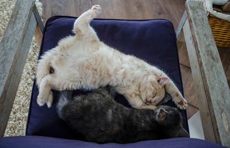 two cute cats / kittens sleeping together in an armchair