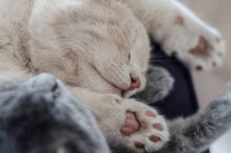 two cute cats / kittens sleeping togetherの写真素材