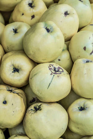 Ripe quinces as a backgroundの写真素材