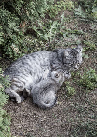 A gray cat feeding her kitty at gardenの写真素材