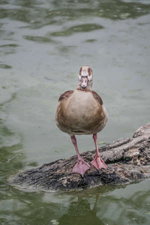 A duck standing by lakeの写真素材