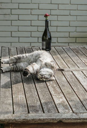 A cat laying on a wooden tableの写真素材