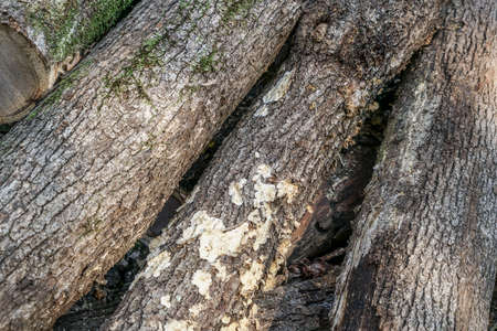 closeup pile of wooden logs as a backgroundの写真素材