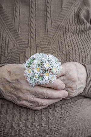 Closeup wrinkled hand of a senior person holding flowerの写真素材
