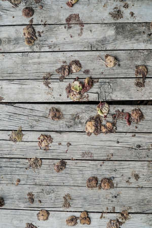 rotten figs on wooden background
