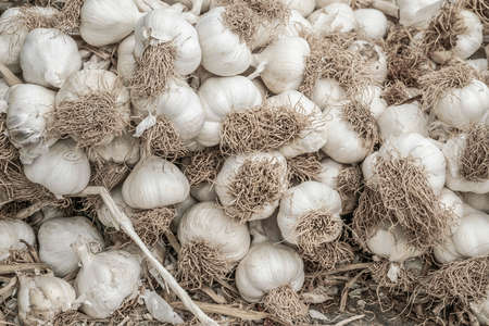 Pile of garlics as a backgroundの写真素材