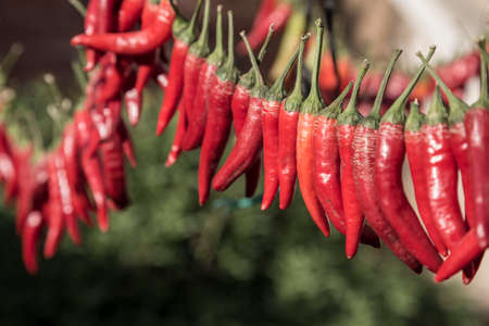 Hanged fresh red peppers on rope in order to dryの写真素材
