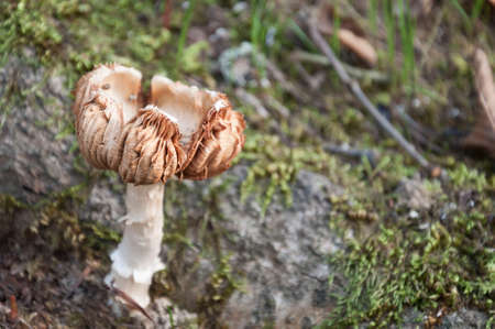close up of a mushroom in natureの写真素材