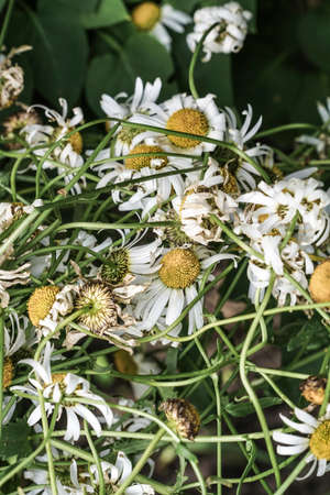 withered daisy flowers as a backgroundの写真素材