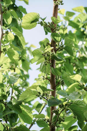Unripe green mulberries on tree as a backgroundの写真素材
