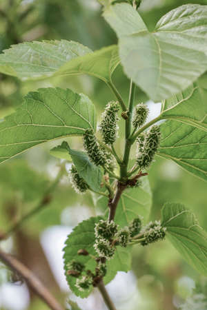 Unripe green mulberries on tree as a backgroundの写真素材