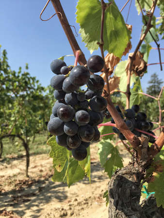 Red ripe grapes on vineyard ready for harvest