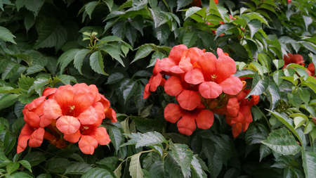 orange trumpet creeper flowers as a background