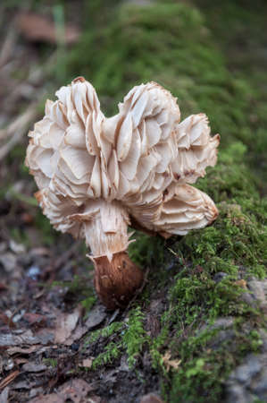 close up of a mushroom in natureの写真素材