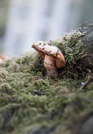 close up of a mushroom in nature with copy spaceの写真素材