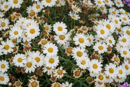 daisy flowers on garden as a background