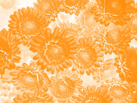 A floral background with orange daisy flowersの写真素材