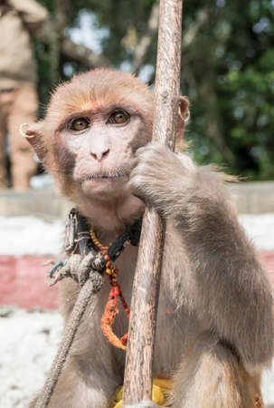 Closeup of a monkey holding a wooden caneの写真素材