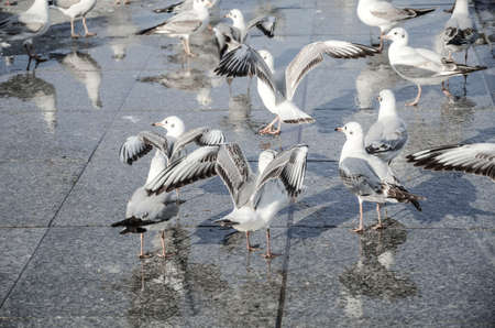 Group of seagull birds as a backgroundの写真素材