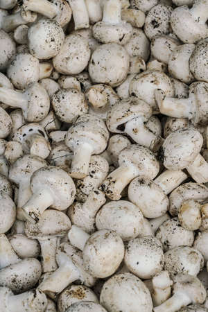 raw mushrooms as a background in a market to sellの写真素材
