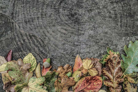 Dried autumn leaves and acorns on wooden background with copy space