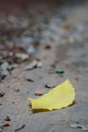 A dried yellow leaf in autumnの写真素材
