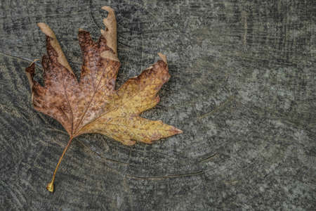 A dried autumn leaf on wooden background with copy spaceの写真素材