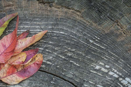 autumn background with colorful leaves on wooden texture with copy space