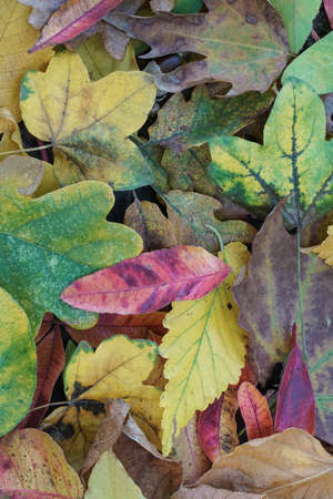 Colorful dried autumn leaves as a background