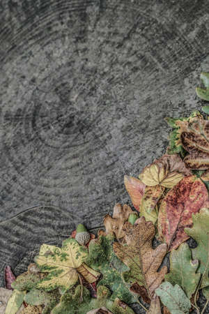Dried autumn leaves and acorns on wooden background with copy space