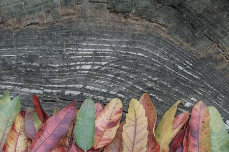 Dried autumn leaves on wooden background with copy space