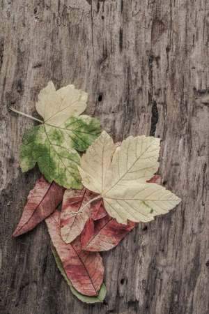 autumn template with colorful leaves on wooden background with copy spaceの写真素材