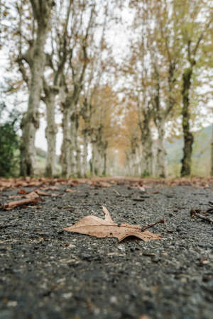 Closeup of a dried leaf on road surrounded by trees in autumn