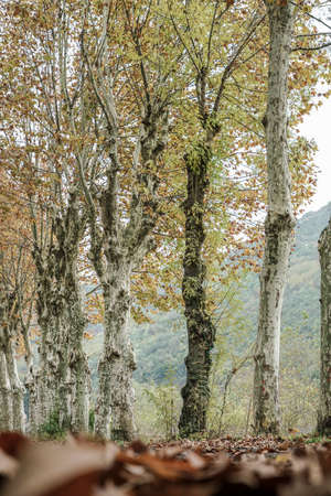 Dried autumn leaves and trees in a parkの写真素材