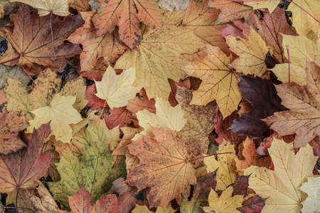 dried autumn leaves as a background
