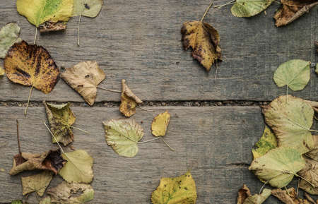Dried autumn leaves on wooden backgroundの写真素材