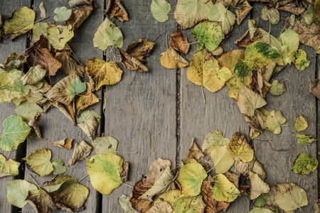 Dried autumn leaves on wooden background