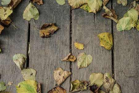 Dried autumn leaves on wooden backgroundの写真素材