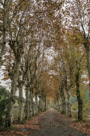 An empty road in rural area through tunnel of autumn trees with dried leaves fall on the groundの写真素材