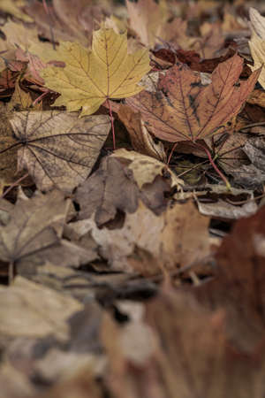 Fall background with dried autumn leaves