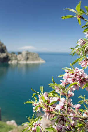 pink spring flowers on tree against sea with copy spaceの写真素材