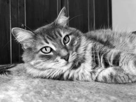 cute tabby cat lying on the floor, black and whiteの写真素材