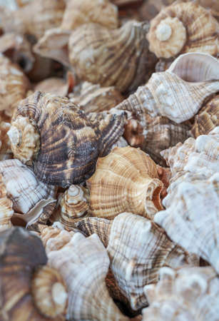 Variety seashells in the background