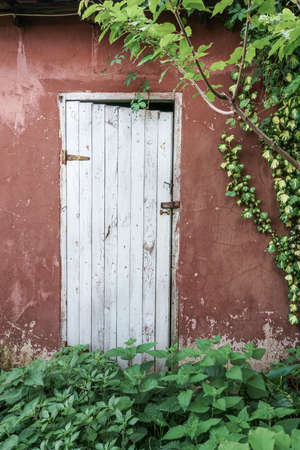 An old wooden door and ivy leaves on wall