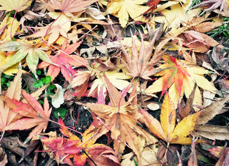 Autumn template with colourful dried leaves