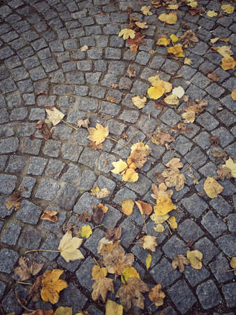 Dried yellow autumn leaves on cobble stone street