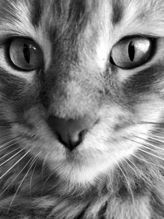 closeup face of a gray tabby cat, black and whiteの写真素材